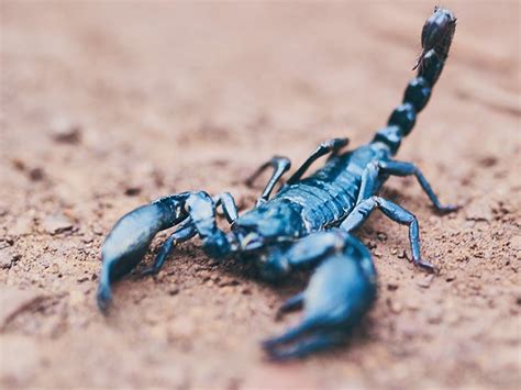 Breaking the Cycle: Finding a Cure for the Jadro Scorpion Curse